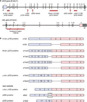 RT-qPCR setup showing TRUPCR® BCR-ABL1 Transcript Screening workflow and fusion transcript differentiation.