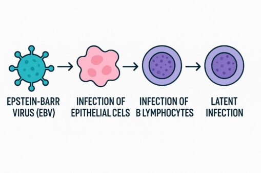 Real-Time PCR reagents and amplification curve for Epstein–Barr virus (EBV) detection